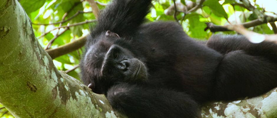 Tanzania Chimpanzee