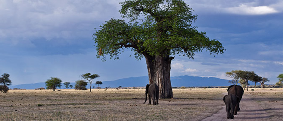 Tarangire Wildlife